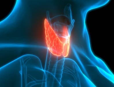 Endocrinology & Diabetes