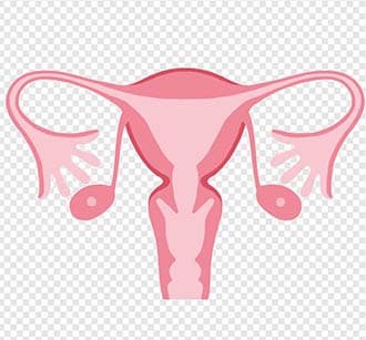 Gynaecologist & Obstetrician
