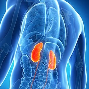 Kidneys