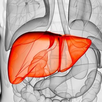 Liver